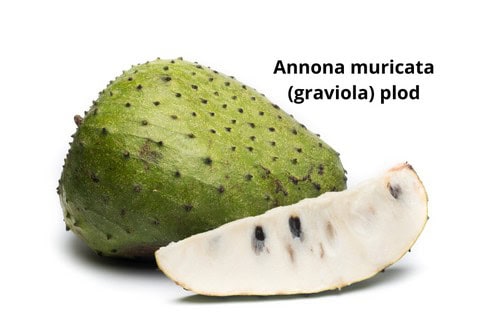 Annona muricata plod